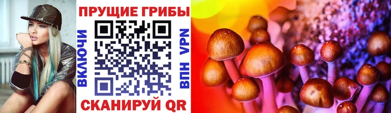 как найти наркотики  Минусинск  Галлюциногенные грибы Psilocybe 